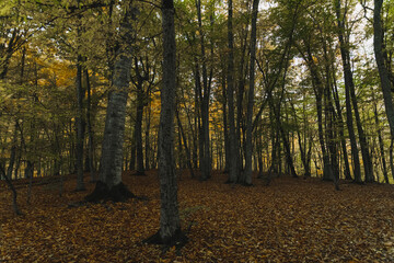Autumn landscape. Colorful fairy trees in the autumn forest.