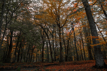 Fototapeta premium Autumn landscape. Colorful fairy trees in the autumn forest.