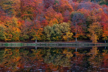 Autumn landscape. Colorful fairy trees and small in the autumn forest.
