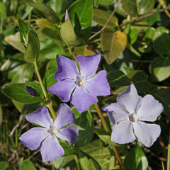 Fleur de pervenche bleue