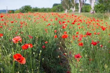 Obraz na płótnie Canvas field of red poppies in spring