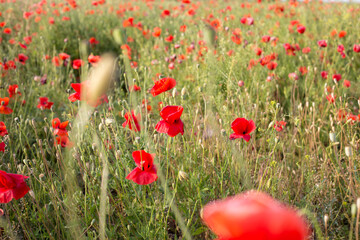 field of poppies