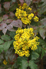 Mahonia aquifolium	