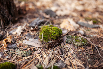 ants on moss