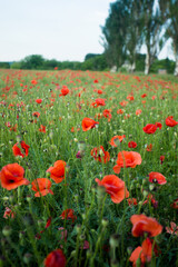 field of poppies in spring