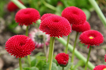 Pâquerettes Bellis perennis rouges	