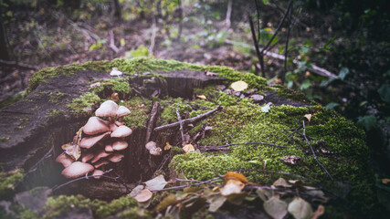 Obraz premium mushrooms grow in rotting tree stump covered with moss