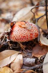 autumn leaves and mushrooms