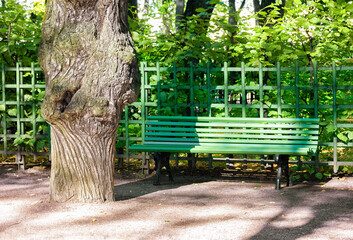 A green bench in a city park, an old tree surrounded by asphalt. Iron fence, greenery, trees, bushes. Photo.