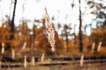 reeds in the autumn