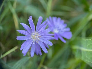 flower in the garden