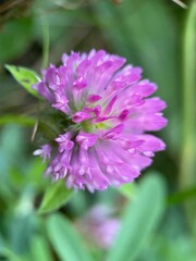 Obraz premium pink flower