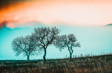 autumn background trees and fog at sunrise