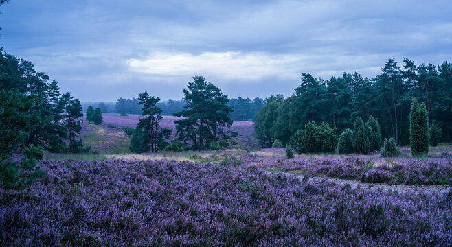 Morgenstimmung im Tiefental S&uuml;dheide 