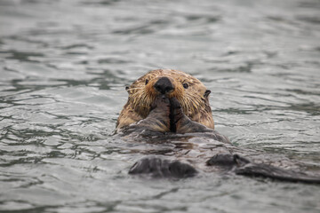 Furry brown sea otter swimming in the water