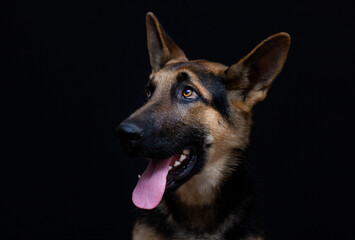 Obedient dog German Shepherd on a black background. Portrait and emotions