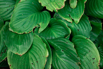 Obraz premium Hosta, a shady plant with beautiful foliage. Close up