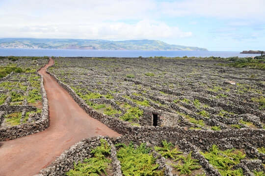 The typical vineyards of Pico, Unesco heritage, Azores