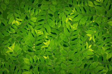 Green leaf background abstract of nature