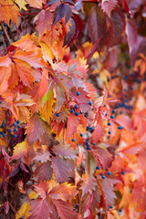 autumn leaves background