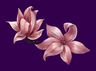 Branch flowers magnolia on violet background.  Illustration for your project.