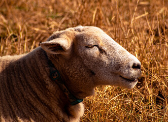 Obraz premium sheep in the field