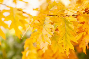 yellow autumn leaves