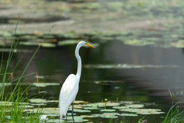 Great Egret or Great White Heron looking across the water.