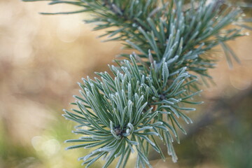 The morning frost froze the trees. Everything is covered in ice. Trees stand in ice armor.