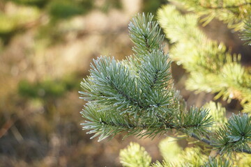 The morning frost froze the trees. Everything is covered in ice. Trees stand in ice armor.