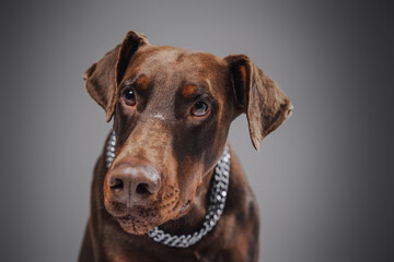 Headshot of brown doberman with collar against gray background