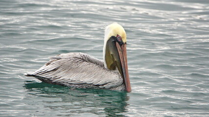 Brown pelican (Pelecanus occidentalis) floating in the harbor in Puerto Lopez, Ecuador