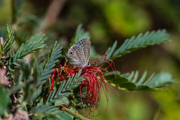 Ceraunus Blue Butterfly (Hemiargus ceraunus) Feeding on a Baha Fairy Duster Bloom