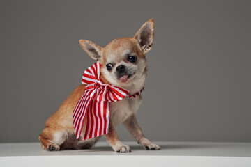 Single purebred chihuahua dog with striped bow tie