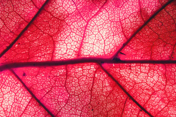 Macro photo of autumn foliage. pink leaf texture background