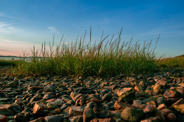 green grass and sky