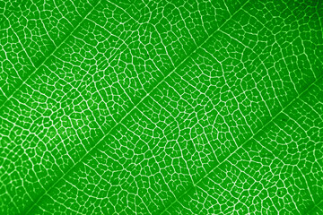 Macro photo of autumn foliage. green leaf texture background