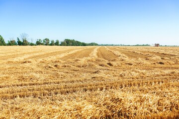 Dry straw macro shot. Background or Texture