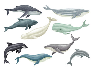 Whale as Aquatic Placental Marine Mammal with Flippers and Large Tail Fin Vector Set