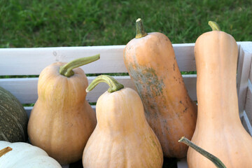 Butternut squashes in white box.