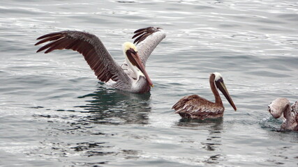 Brown pelicans (Pelecanus occidentalis) in the harbor in Puerto Lopez, Ecuador