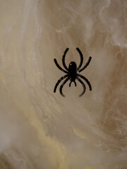 pumpkin
halloween
spider and web