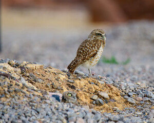 red tailed hawk