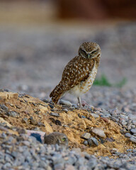 Burrowing owl outside burrow