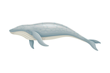 Whale as Aquatic Placental Marine Mammal with Flippers and Large Tail Fin Closeup Vector Illustration