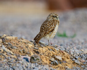 Burrowing owls at the entrance to their home