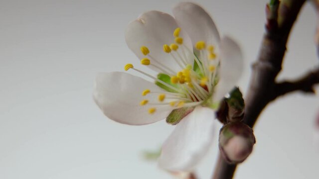 Background for an interactive greeting card. A pink bud of a wild almond opens up against a light background. Timelapse. Clouseup