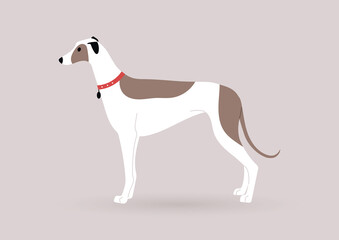 A graceful white greyhound dog with brown spots standing in a side view, domestic pets theme