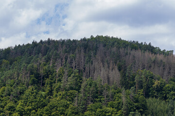 Coniferous forest in which dry trees are infested with bark beetles. The sky is blue.