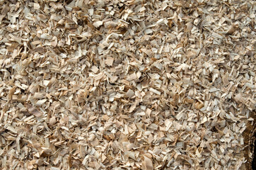 Wood shavings after cutting logs